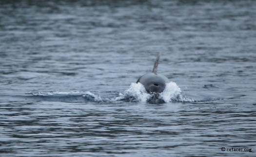 A l'approche du voilier, le Tursiops curieux