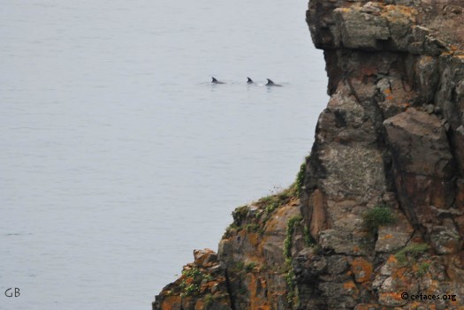 Oh my Lord, des dauphins à nez en bouteille !