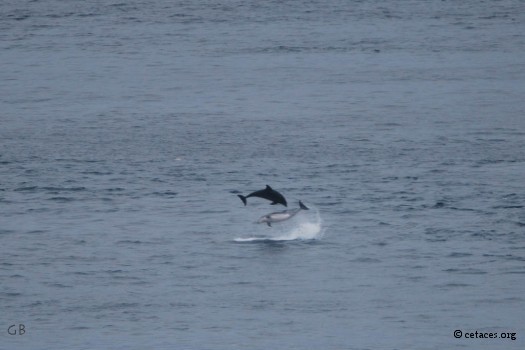 Quand le Zodiac n'est pas là, les dauphins dansent ...