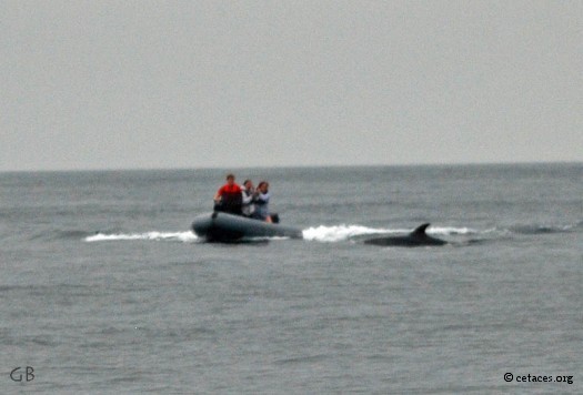 Un humain coupant la route du dauphin pour faire LA photo: une bonne part d'ignorance, et un peu de c ... 