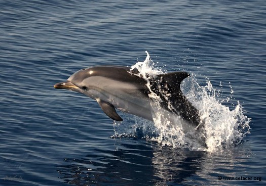 Je suis 'Dauphin', et je ne suis pas commun tout en étant commun ... quel est mon nom ?