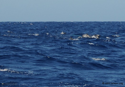 Il y a 30 ans, prendre une photo de loin pour identifier des dauphins douteux ... coûtait cher