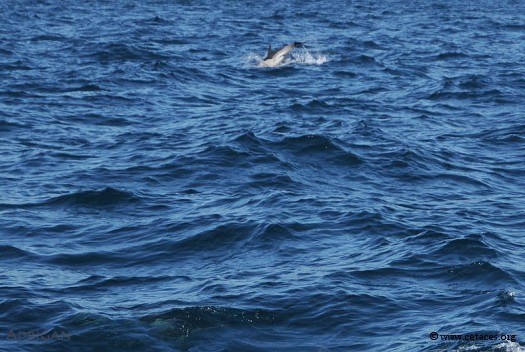 Un petit saut permet une identification certaine ... ici un Delphinus