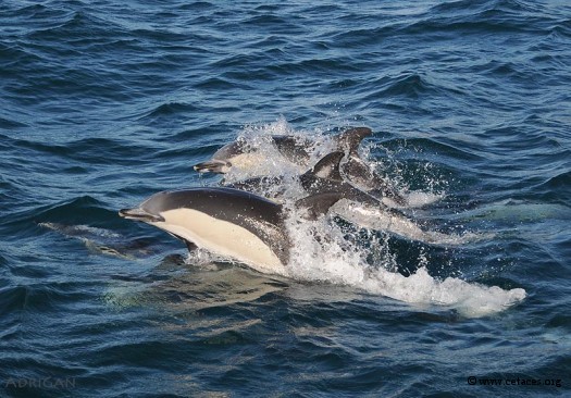 Je suis 'Dauphin', et le suis commun sans être commun ... qui suis-je ?