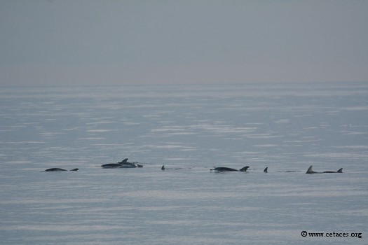 Paisibles, en sous-groupes, en voyage lent : voici nos dauphins !