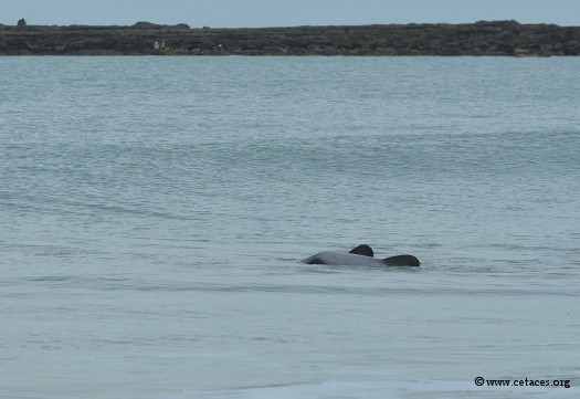 Moi ? ... Truc noir dans les vagues ...