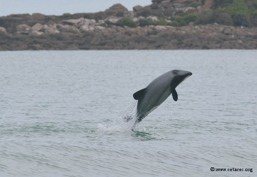 Moi ? ... Cephalorhynchus hectori !