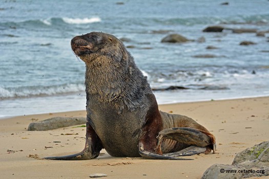 Moi pas Hector ... moi, Lion de mer de Nouvelle-Zélande