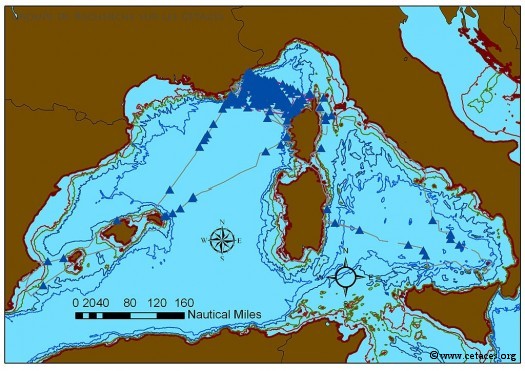 De 1988 à 1991, les dauphins communs sont bleus et blancs !