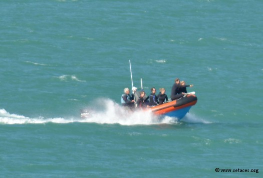 Le 1er janvier, 9h00: un 'nage-avec' vient de repérer un petit groupe d'Hector