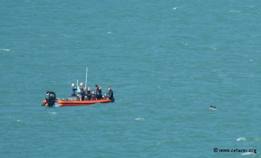 Après une approche lente, cet opérateur prend contact avec les dauphins