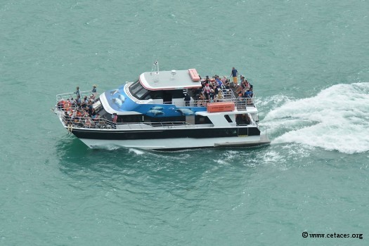 31 décembre, 17h00: le dernier dolphin watch a quitté le port d'Akaroa