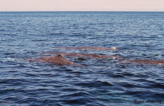 Pour bien débuter, un groupe de 6 cachalots dont 4 femelles (mer Tyrrhénienne, juin)