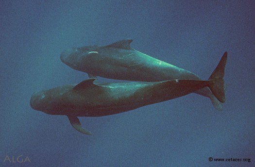 Ne dit-on pas: si tu te mets à l'eau sur des globis tropicaux ...