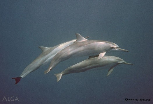 La baie des pêcheurs : havre de dauphins à long bec