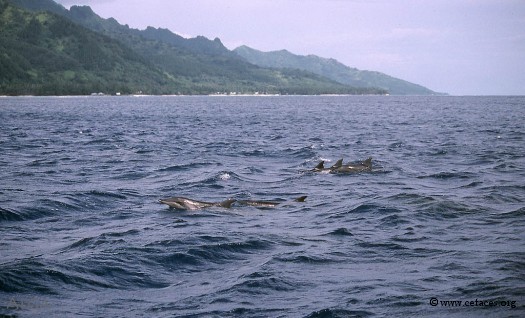 Sténos au nord-ouest de Moorea