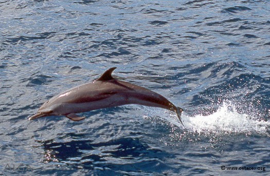 A l'issue de 'Marquises 2', les dauphins tachetés gardent leur premier rang