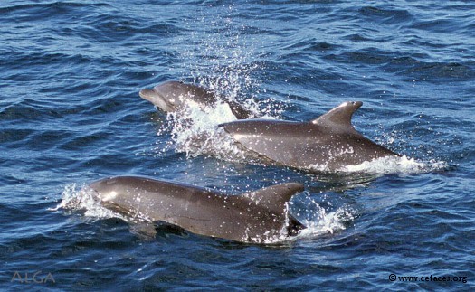 Les Tursiops: toujours présents en nombre au voisinage des Marquises