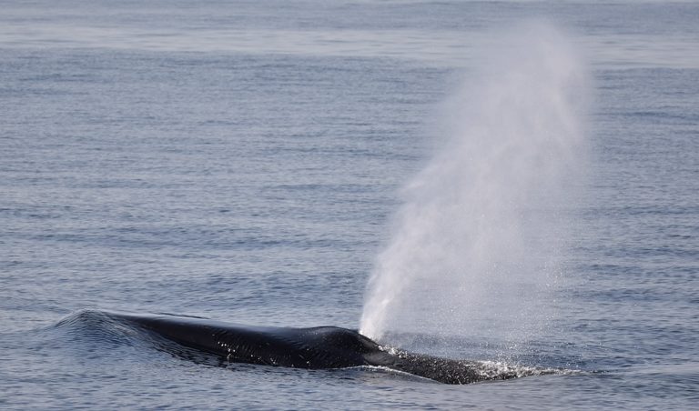 Un Rorqual chez les Belges - Groupe de Recherche sur les Cétacés