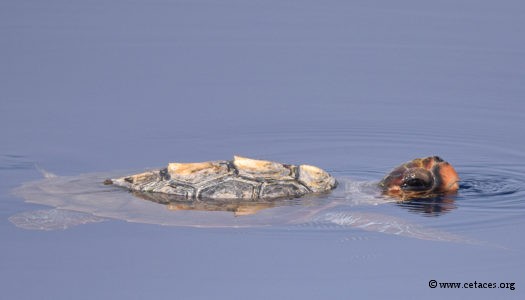 Tortue caouanne