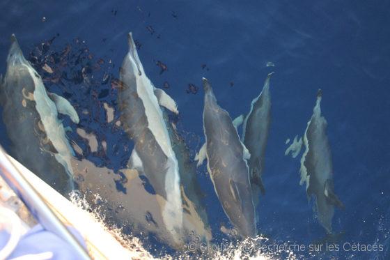 Lire la suite à propos de l’article Protection des dauphins et des marsouins