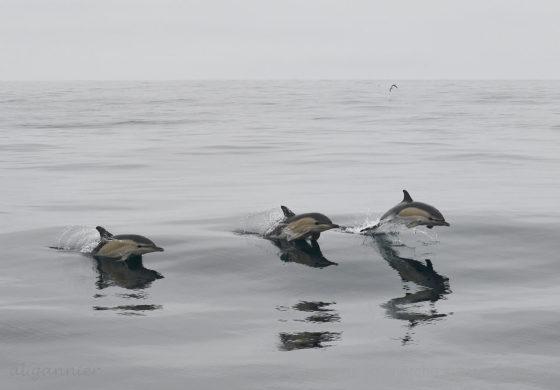 Lire la suite à propos de l’article Mortalité de dauphins : la politique des seuils