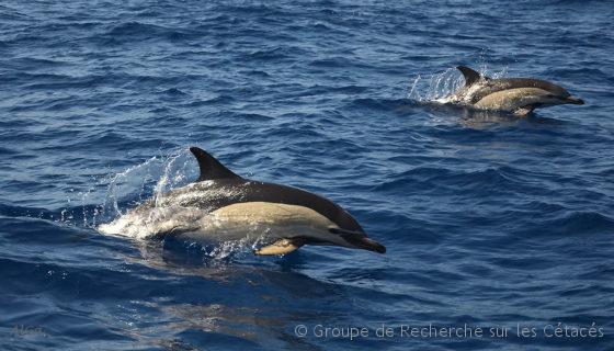 Lire la suite à propos de l’article Mortalité par pêche en Gascogne : le vent a-t-il tourné cet hiver ?