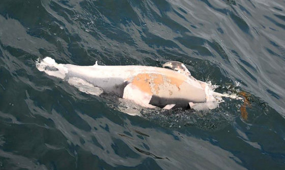 Lire la suite à propos de l’article Mortalité de dauphins dans le golfe de Gascogne