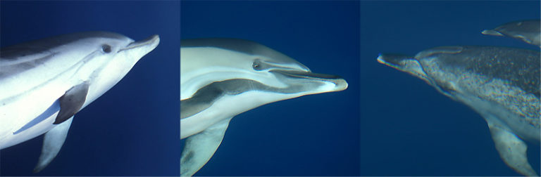 Combien De Temps Un Dauphin Peut Rester Sous L Eau