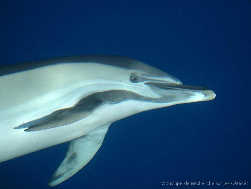 Dauphin commun - Common dolphin