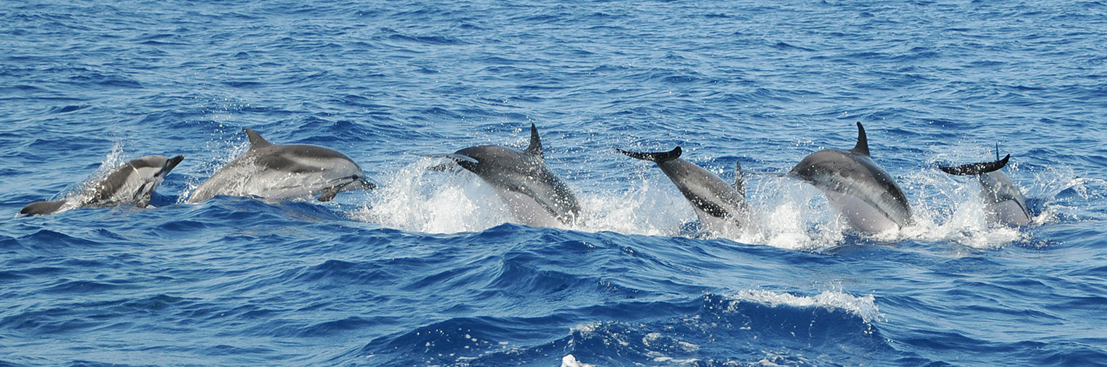 Cétacés de Méditerranée - Cétologie - Baleines et dauphins, le magazine en  ligne