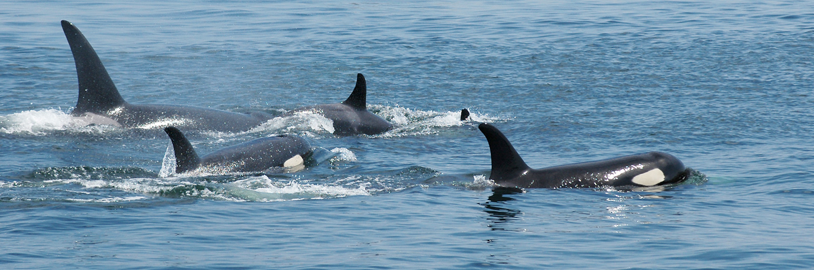 Dauphin bleu et blanc // Striped dolphin - Cétologie - Baleines et dauphins,  le magazine en ligne