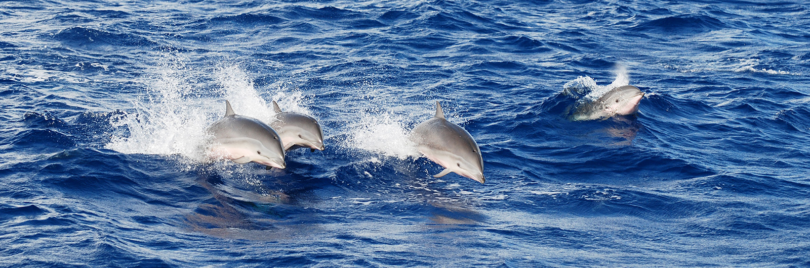 Cétacés de Méditerranée - Cétologie - Baleines et dauphins, le magazine en  ligne