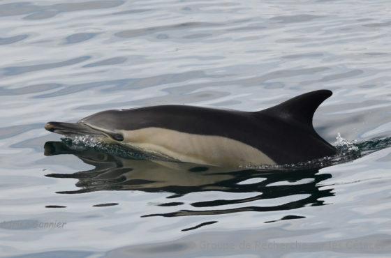 Lire la suite à propos de l’article Dauphins communs du golfe de Gascogne : dommages collatéraux