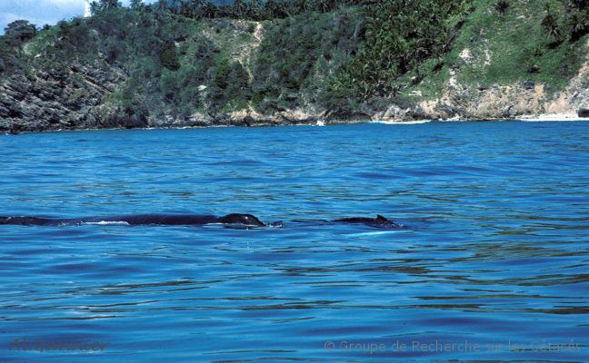 Baleines : elles sont si fragiles !