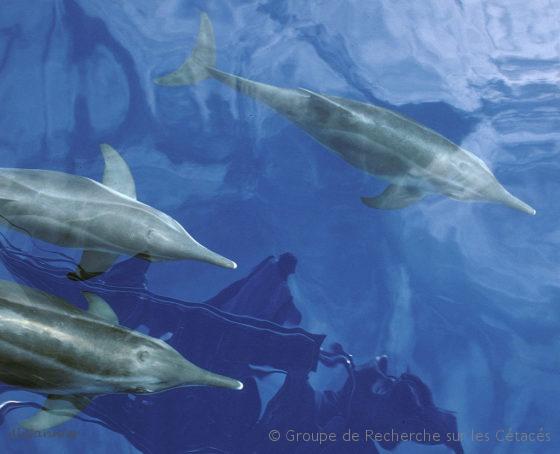 Lire la suite à propos de l’article Les plongées du dauphin Sténo … enfin révélées !