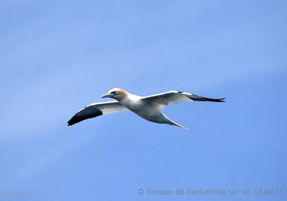 Lire la suite à propos de l’article De la ‘ferme éolienne’ à l’industrie lourde