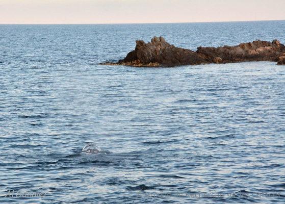 Baleine grise et Grande bleue, mission Mimosa
