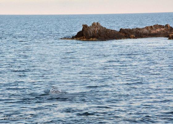 Lire la suite à propos de l’article Baleine grise et Grande bleue, mission Mimosa