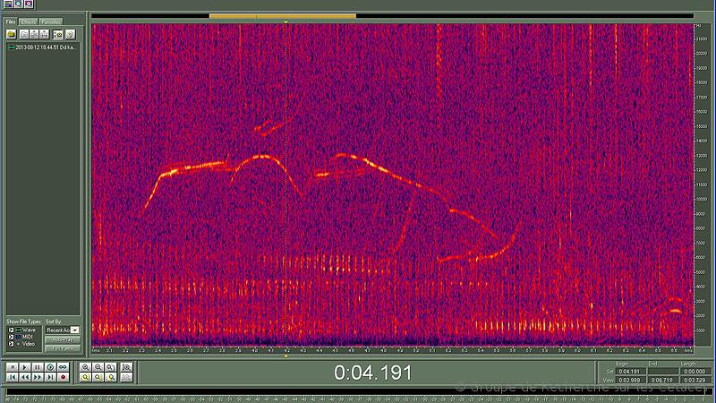 Spectrogramme caractéristique d'une chasse de Dauphin commun en début de soirée (Atlantique nord-est)