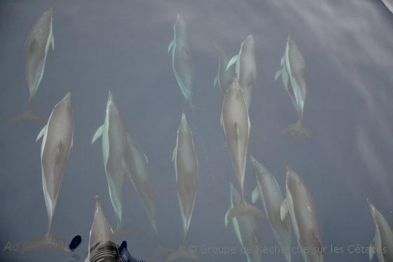 Lire la suite à propos de l’article Conférence de l’European Cetacean Society
