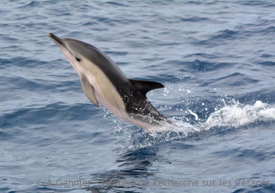 Lire la suite à propos de l’article Dauphins à l’étrave : pourquoi ?