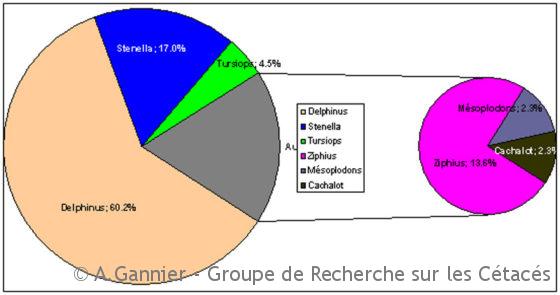 Lire la suite à propos de l’article Cétacés du Gouf : le bilan estival