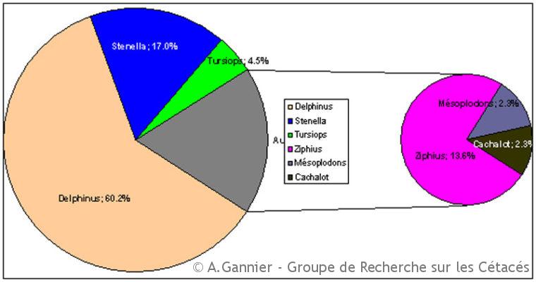 Cétacés de Capbreton : le bilan estival