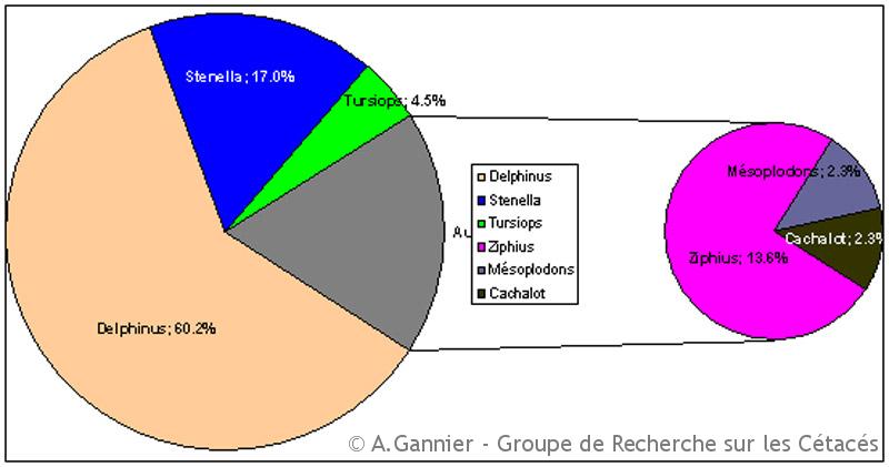 Une image de la diversité des cétacés observés par le GREC (à droite les plongeurs profonds)