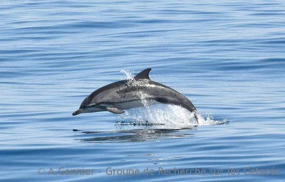 Lire la suite à propos de l’article Dauphins : leurs sifflements sont ‘régionaux’