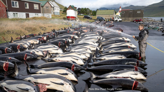 Lire la suite à propos de l’article Dauphins trucidés aux Féroé : la brutalité gratuite est-elle traditionnelle ?