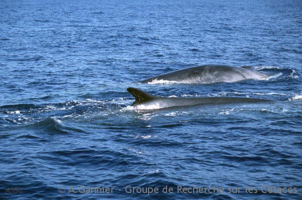 Sanctuaire PELAGOS : la genèse