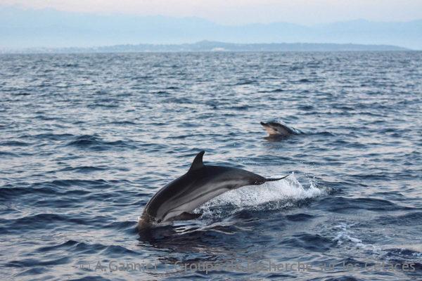 Dauphins d'Azur : à leur poste !