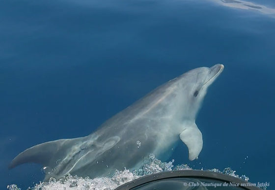 Lire la suite à propos de l’article Mais qui est ce dauphin au comportement curieux observé le long de la Côte d’Azur ?